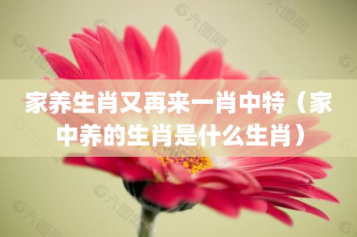 家养生肖又再来一肖中特（家中养的生肖是什么生肖）